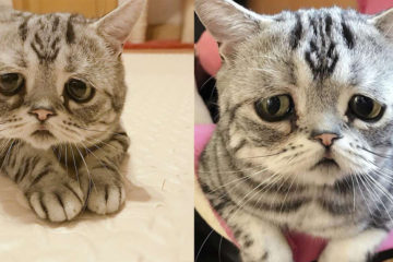 「世上最委屈的貓」笑了！拔拔開心跟全世界分享，網友：好萌啊