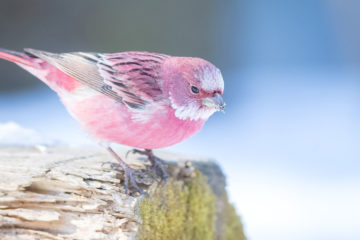 「雪地薔薇」北朱雀，難得一見的玫瑰色愛情鳥，網友：大自然的傑作