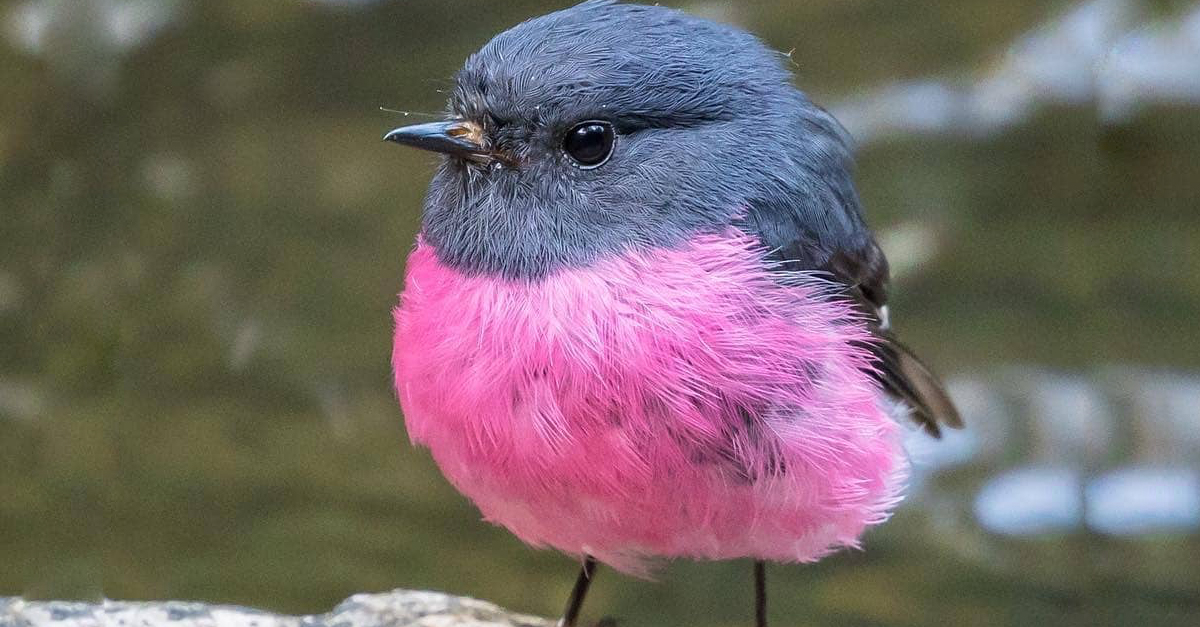 牠是世界上最可愛的鳥 名叫 粉紅鴝鶲 粉色圓肚超萌又夢幻 白櫻
