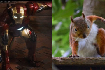 外國網友發現：松鼠的落地姿勢，竟和「鋼鐵人」一樣，每一隻都霸氣又帥萌