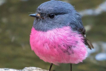 牠是世界上最可愛的鳥，名叫「粉紅鴝鶲」，粉色圓肚超萌又夢幻！