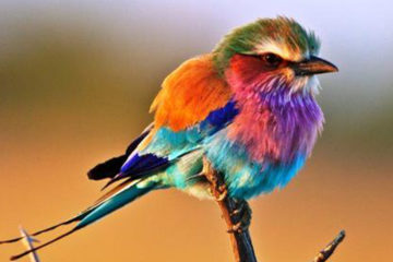 世上最繽紛的鳥，全身有10種顏色，當牠展開翅膀，美得像一道彩虹