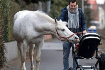 德國有一匹白馬，每天獨自在街上散步14年，當地居民習以為常