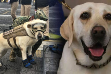 救過50人工作犬退役，缷下裝備叼起玩具：不用再那麼累，你可以開心玩了！