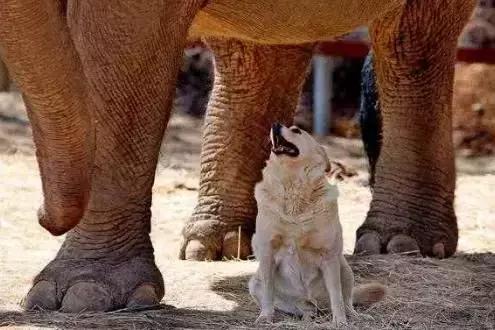 當大象遇見狗子，無法割捨的情誼