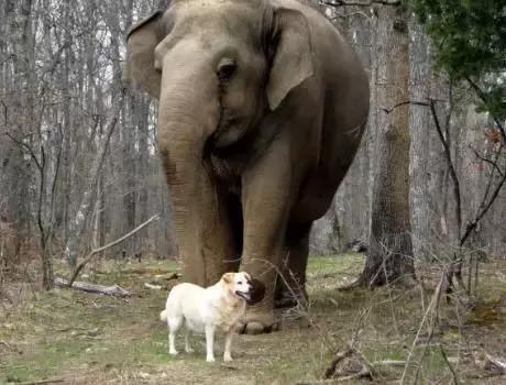 當大象遇見狗子，無法割捨的情誼