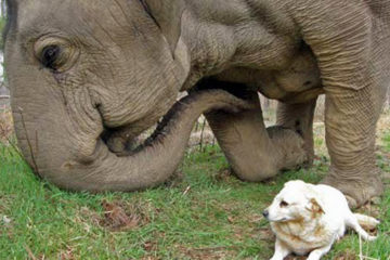 最好的朋友走了，大象「將白狗一路運回家」：我帶妳回家，再也不分開