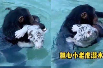 猩猩一把抱起落水的小老虎，小心交給飼育員：「別再讓牠掉下來了喔！」
