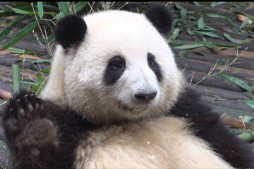 「熊貓」年租金3千萬，為何各國爭著租？內行人透露帶來的收益是「天價」